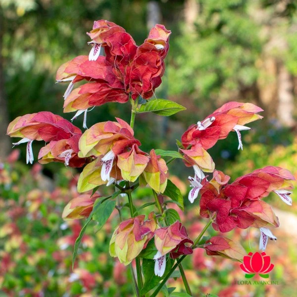 5 Mudas Flor Camarão Vermelho Justicia brandegean Saquinho - Imagem 3