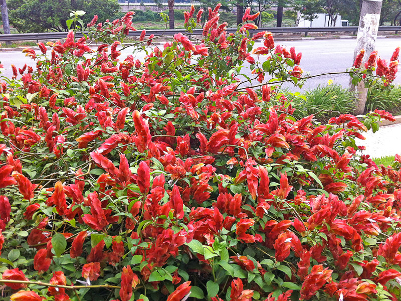 5 Mudas Flor Camarão Vermelho Justicia brandegean Saquinho - Imagem 7