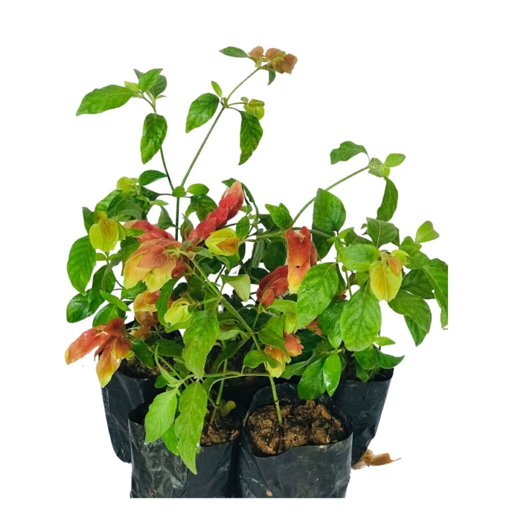 5 Mudas Flor Camarão Vermelho Justicia brandegean Saquinho