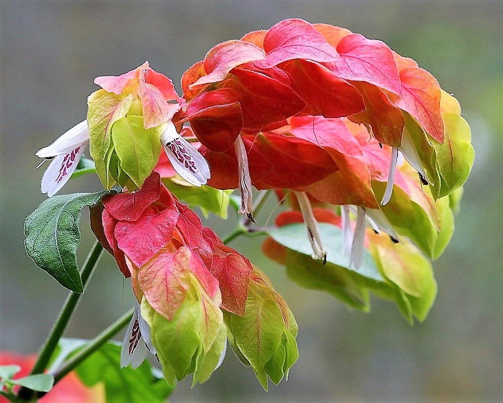 5 Mudas Flor Camarão Vermelho Justicia brandegean Saquinho - Imagem 6