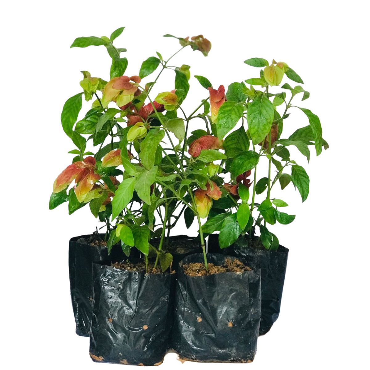 5 Mudas Flor Camarão Vermelho Justicia brandegean Saquinho - Imagem 2