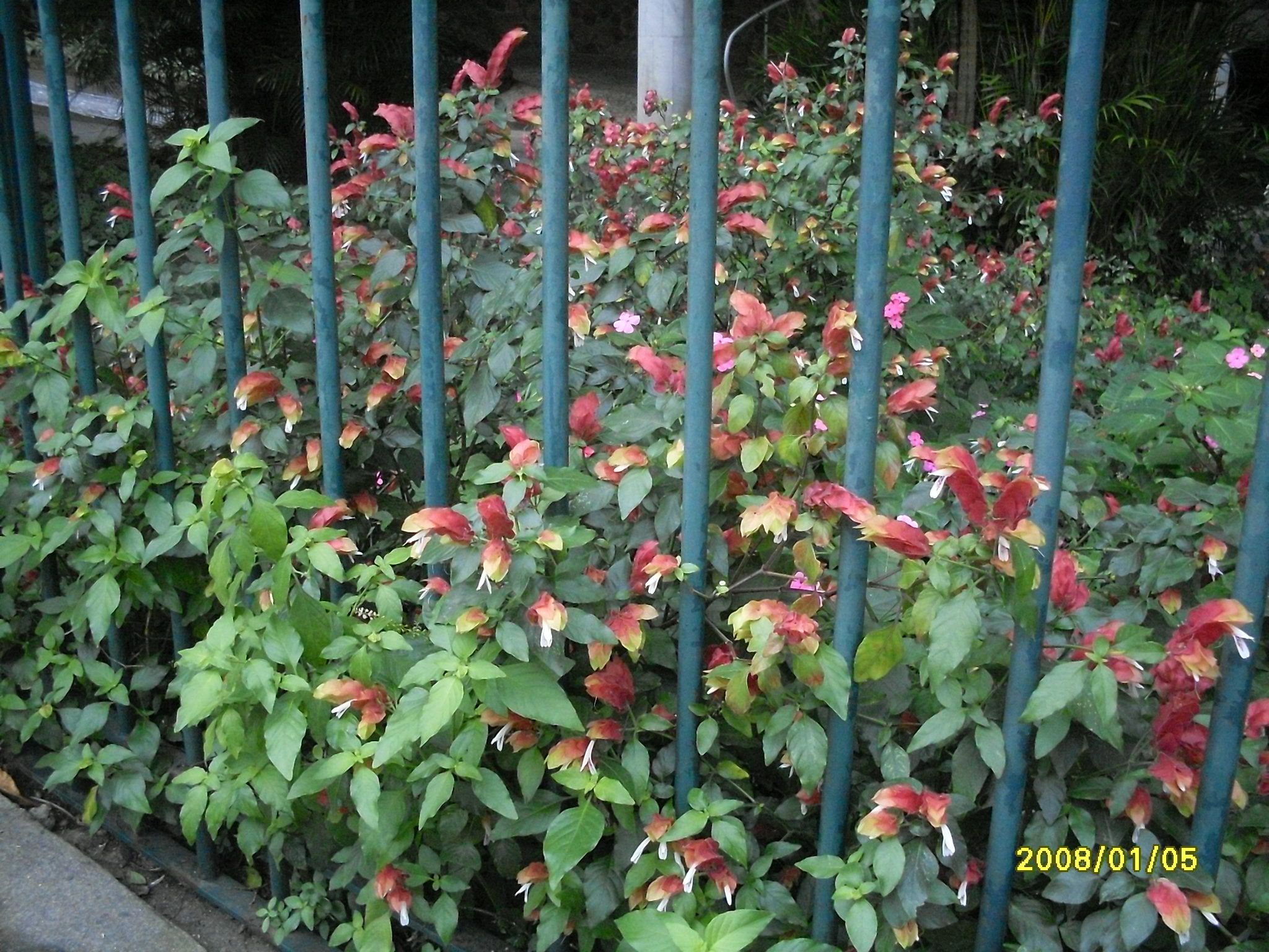 5 Mudas Flor Camarão Vermelho Justicia brandegean Saquinho - Imagem 5