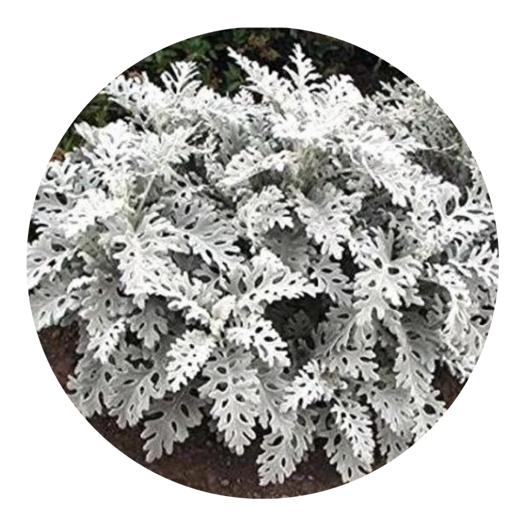 5 Mudas Cinerária pratinha Senecio cineraria no Saquinho