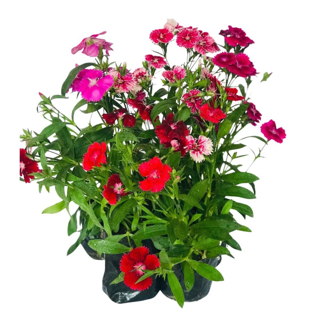 5 Mudas Cravina, Rosa Arco-íris Dianthus chinensis Saquinho