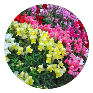 Boca-de-leão - Flor de Inverno - Antirrhinum majus no Saquinho