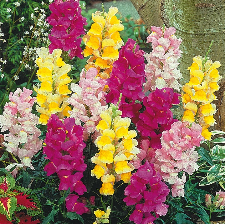 5 Mudas Boca-de-leão - Flor de Inverno - Antirrhinum majus - Imagem 5