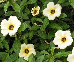 Xanana ou flor-do-guarujá (Turnera subulata) no Saquinho