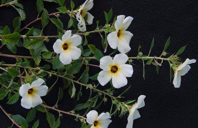 Xanana ou flor-do-guarujá (Turnera subulata) no Saquinho - Imagem 3