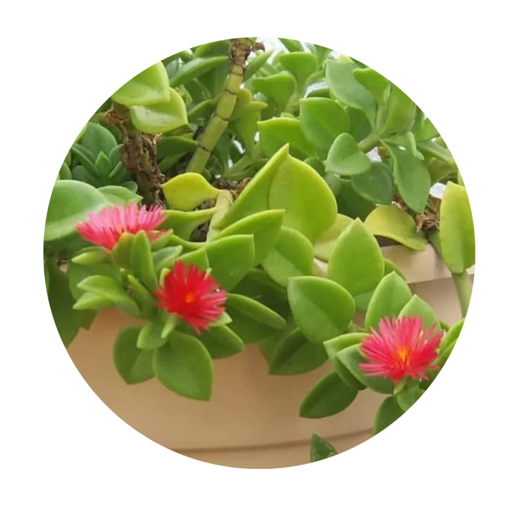 Rosinha Do Sol Verde Aptenia Cordifolia no Saquinho