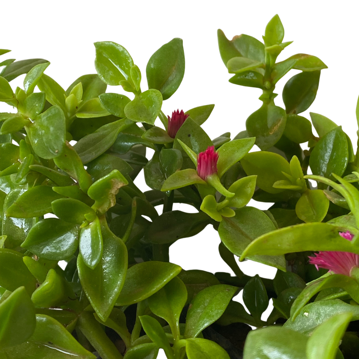 Rosinha Do Sol Verde Aptenia Cordifolia no Saquinho - Imagem 9
