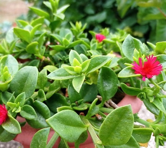 Rosinha Do Sol Verde Aptenia Cordifolia no Saquinho - Imagem 5