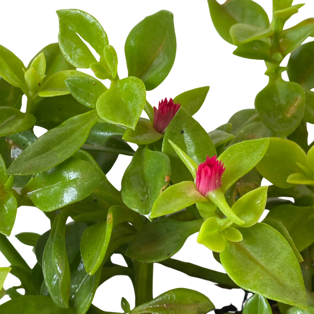Rosinha Do Sol Verde Aptenia Cordifolia no Saquinho - Imagem 3