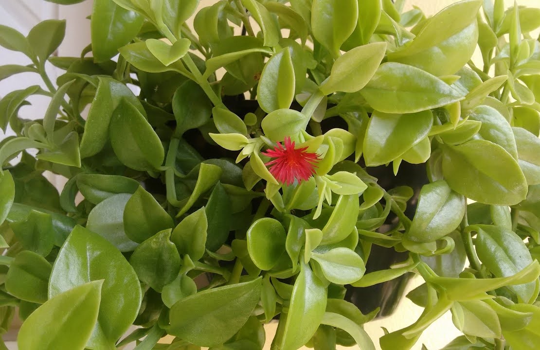 Rosinha Do Sol Verde Aptenia Cordifolia no Saquinho - Imagem 8