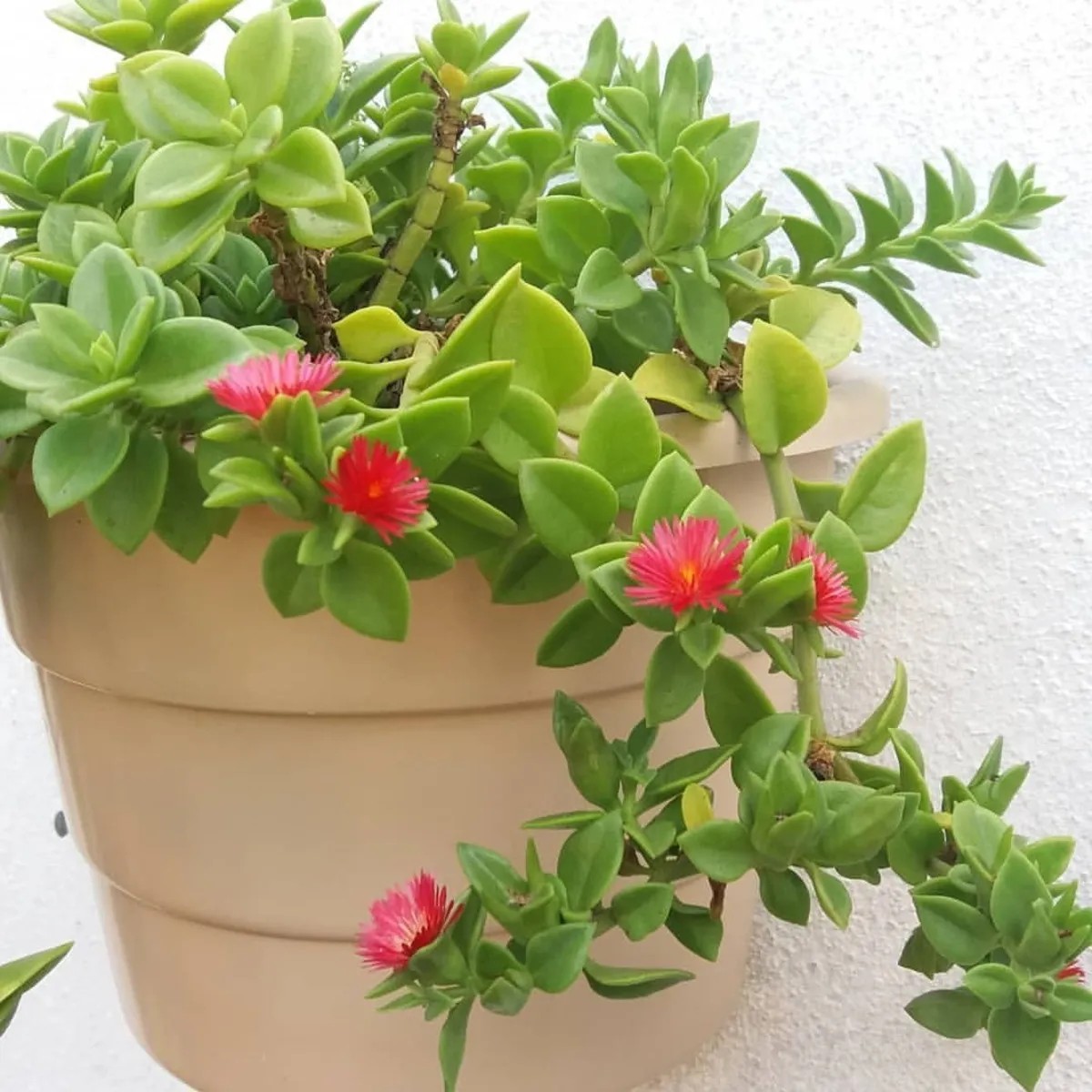 5 Mudas Rosinha Do Sol Aptenia Cordifolia Verde no Saquinho - Imagem 6