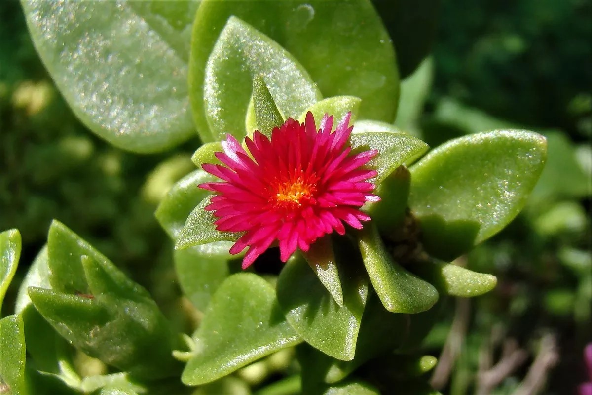 5 Mudas Rosinha Do Sol Aptenia Cordifolia Verde no Saquinho - Imagem 7