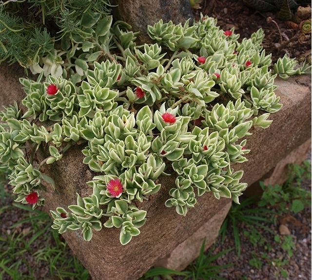 Rosinha Do Sol Variegata Aptenia Cordifolia no Saquinho - Imagem 6