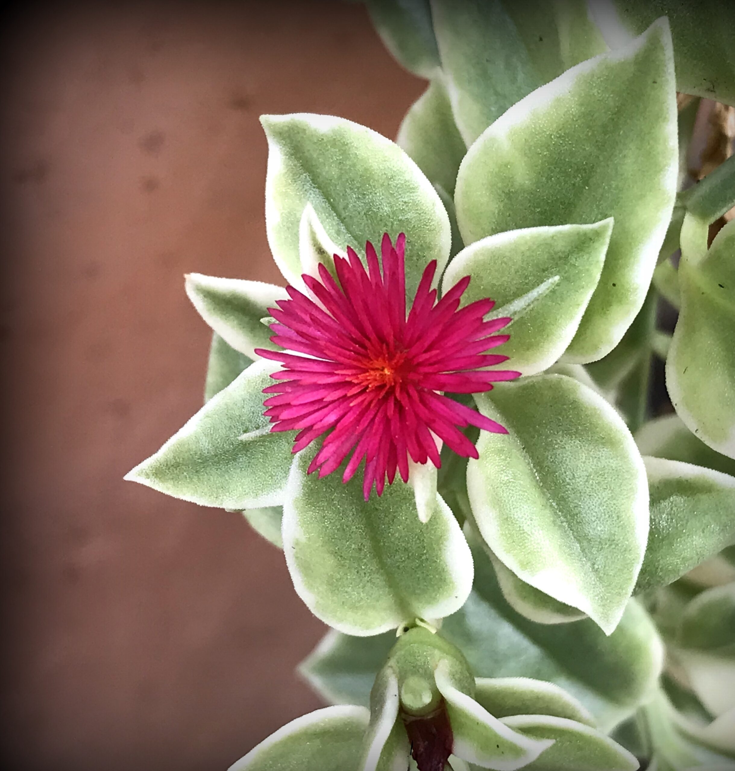 Rosinha Do Sol Variegata Aptenia Cordifolia no Saquinho - Imagem 5