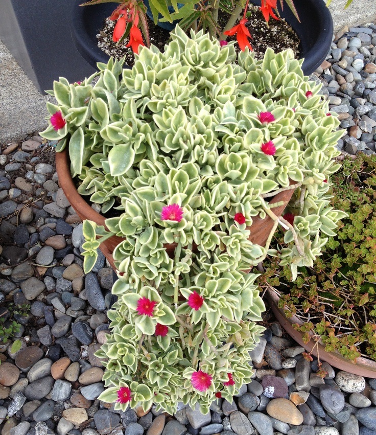 Rosinha Do Sol Variegata Aptenia Cordifolia no Saquinho - Imagem 7
