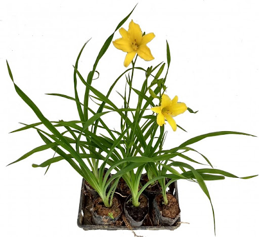 5 Mudas Lírio Amarelo - Hemerocalys Flava - no Saquinho - Imagem 2