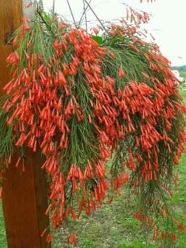 5 Mudas Flor-de-coral – Russelia Vermelha (Equisetiformis) - Imagem 7