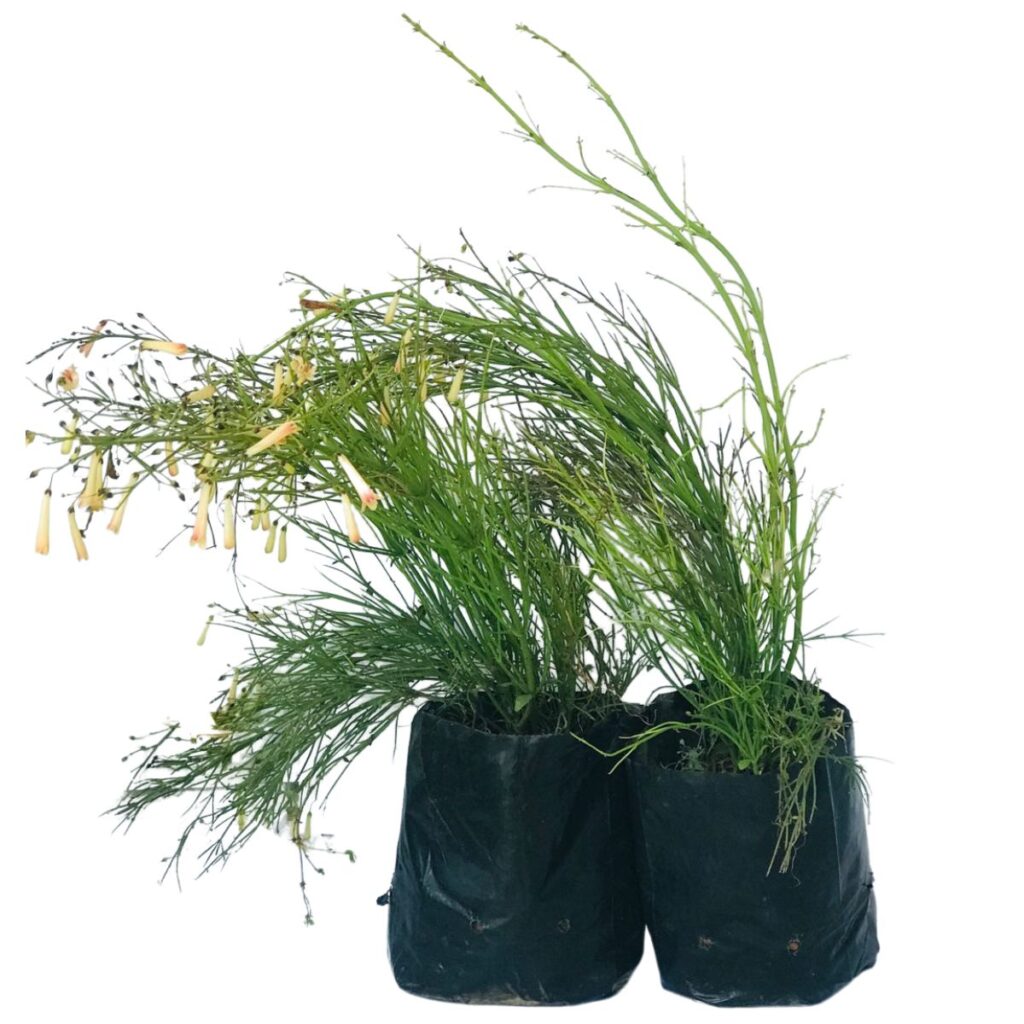 2 Mudas Flor-de-coral – Russelia Amarela (Equisetiformis)