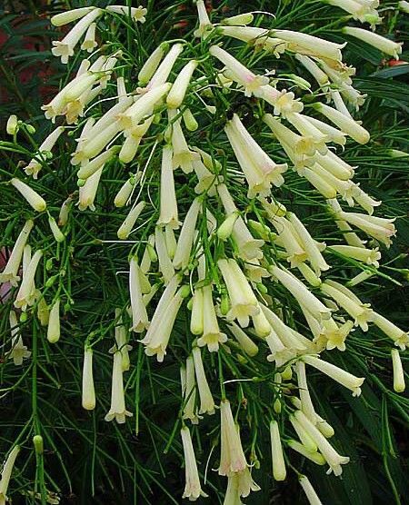 2 Mudas Flor-de-coral – Russelia Amarela (Equisetiformis) - Imagem 6