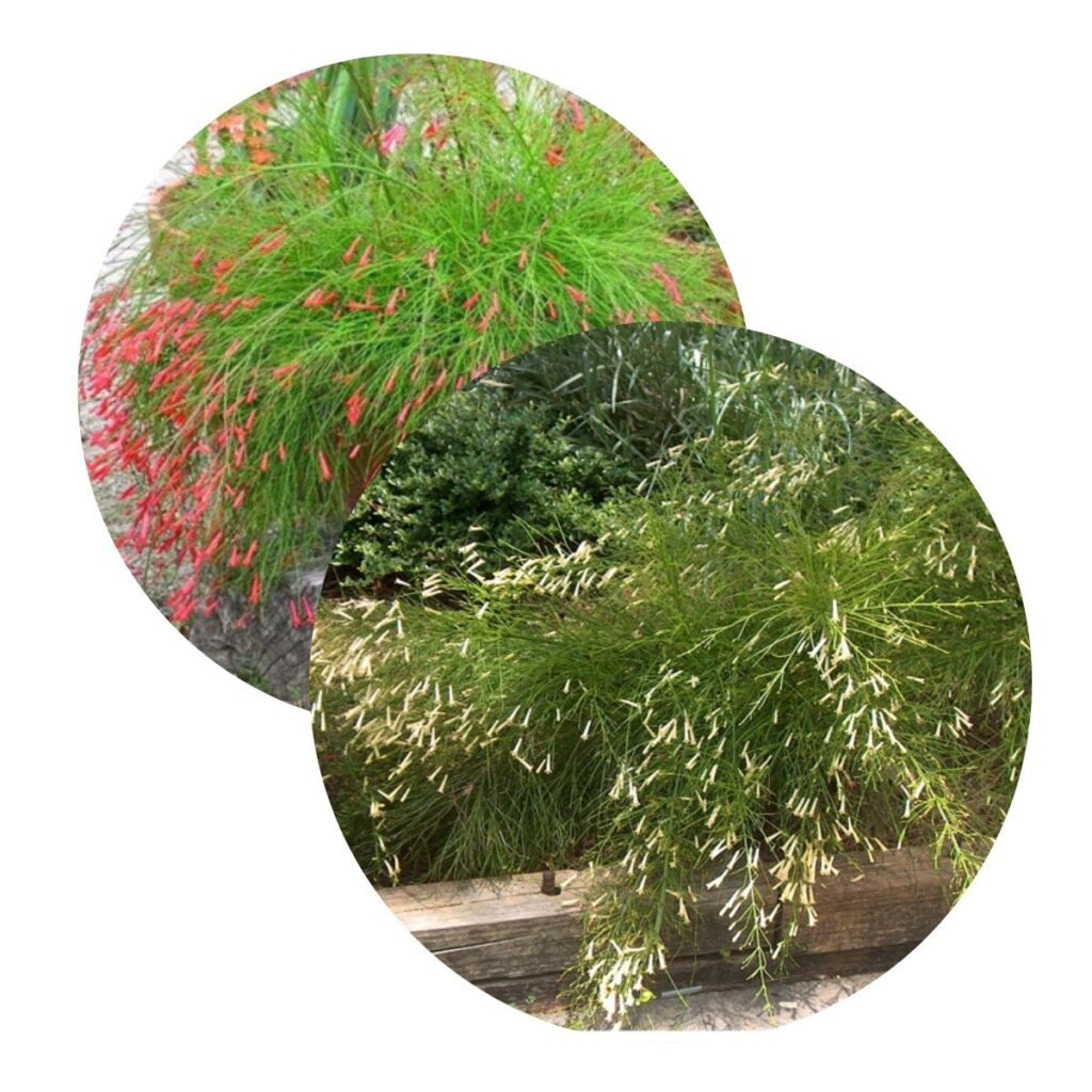 4 Mudas Flor-de-coral – Russelia Amarela e Vermelha