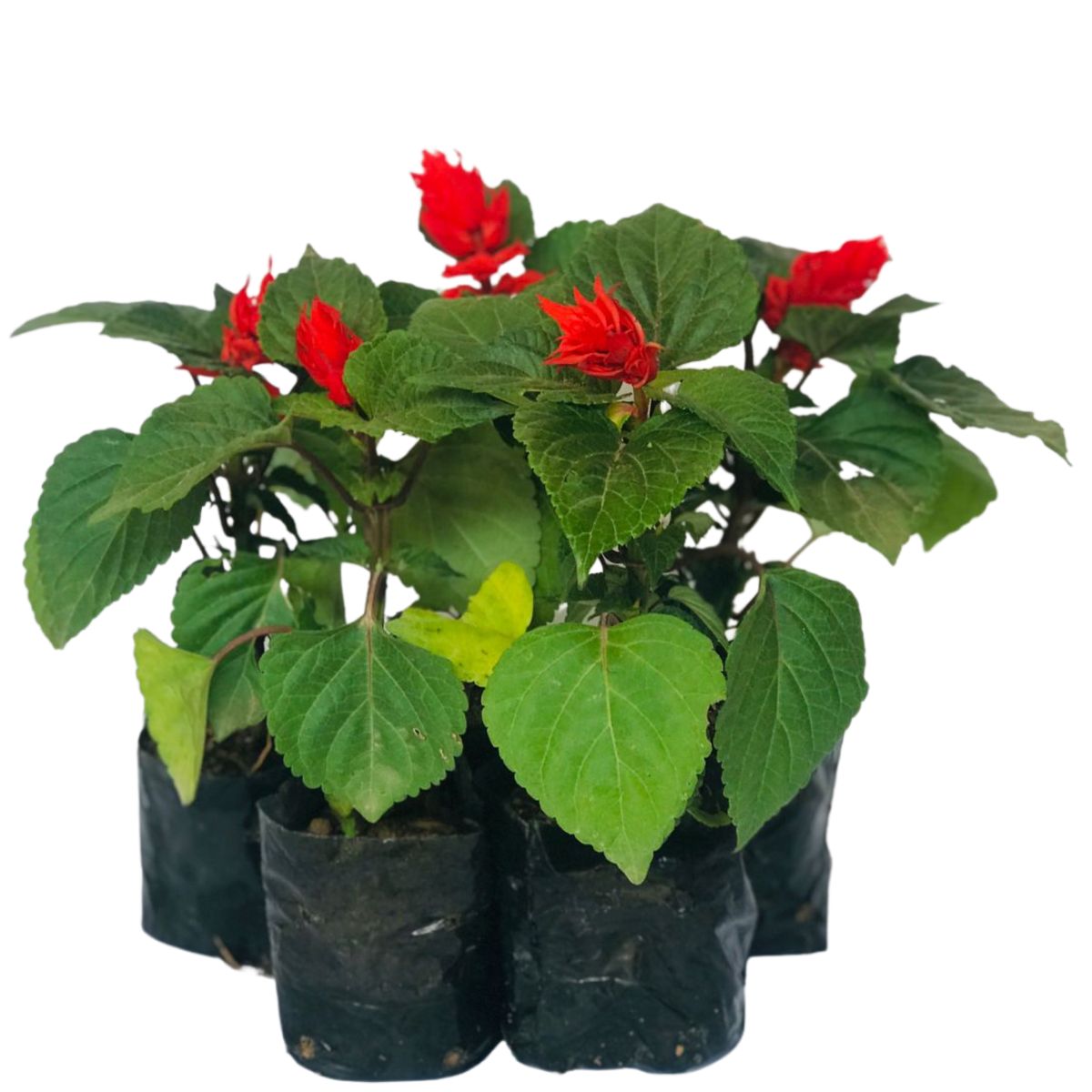 Sálvia-vermelha (Sálvia – Salvia splendens) - No Saquinho