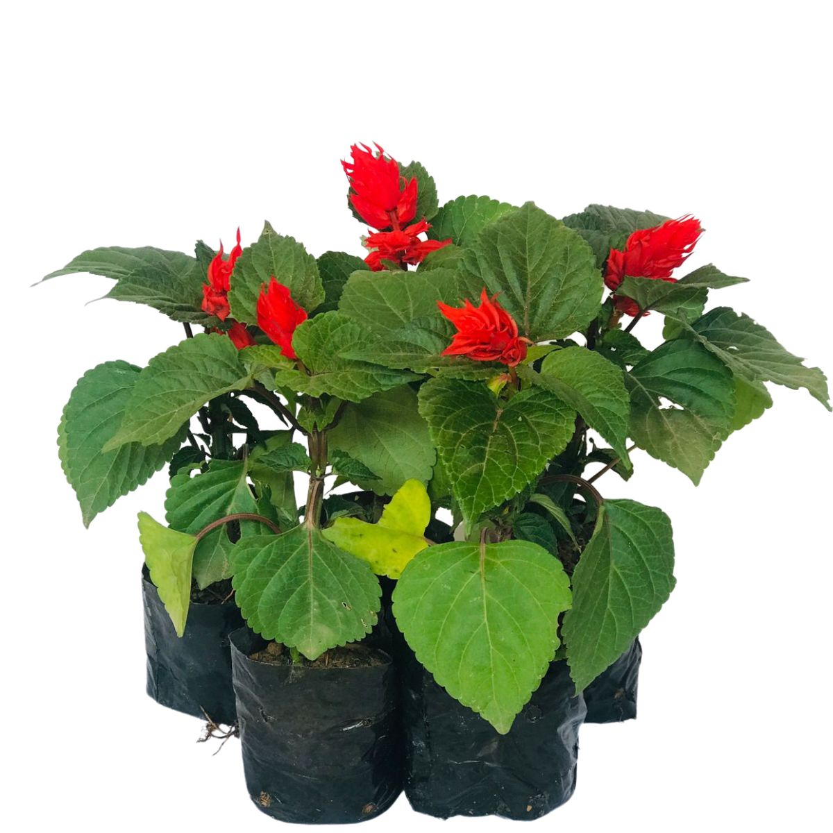 Sálvia-vermelha (Sálvia – Salvia splendens) - No Saquinho - Imagem 4