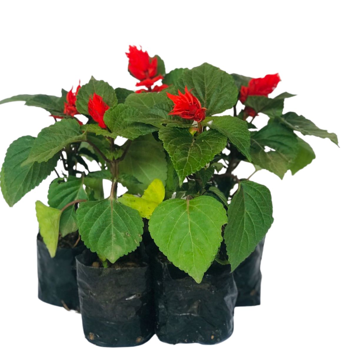 Sálvia-vermelha (Sálvia – Salvia splendens) - No Saquinho - Imagem 2