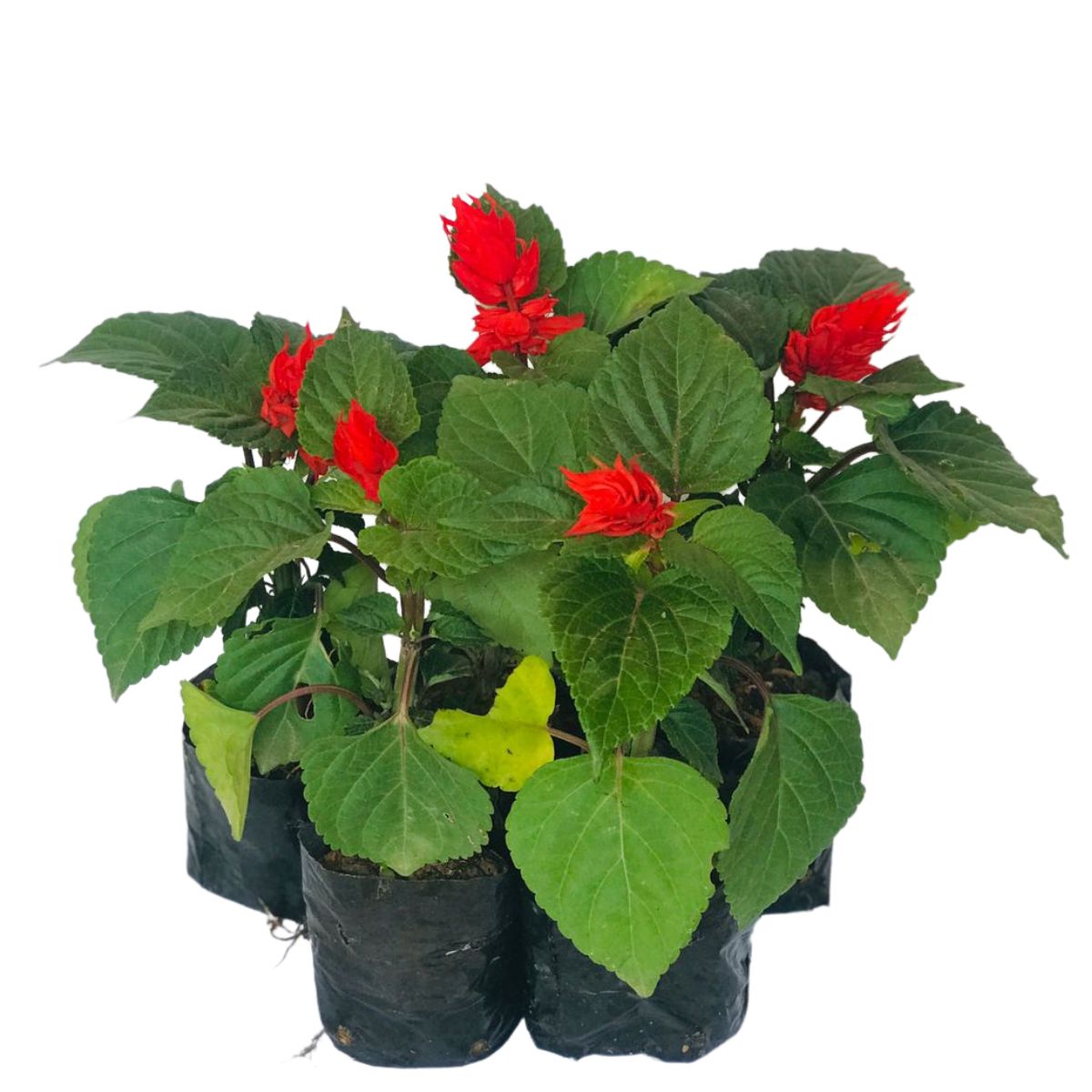 Sálvia-vermelha (Sálvia – Salvia splendens) - No Saquinho - Imagem 5