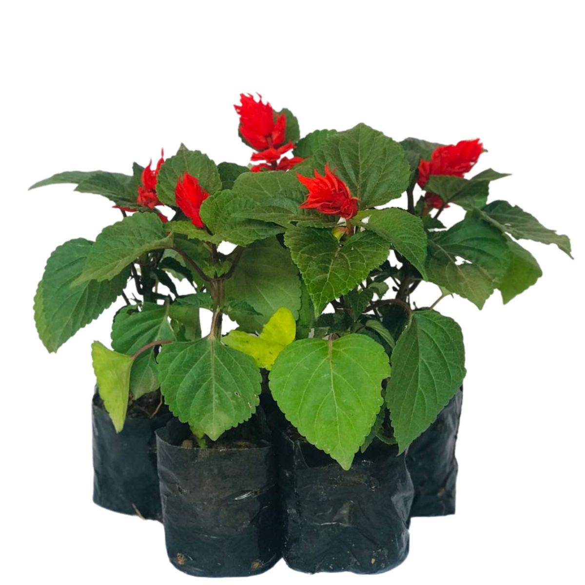 Sálvia-vermelha (Sálvia – Salvia splendens) - No Saquinho - Imagem 3