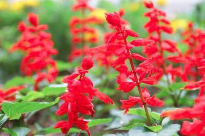 Sálvia-vermelha (Sálvia – Salvia splendens) - No Saquinho - Imagem 7