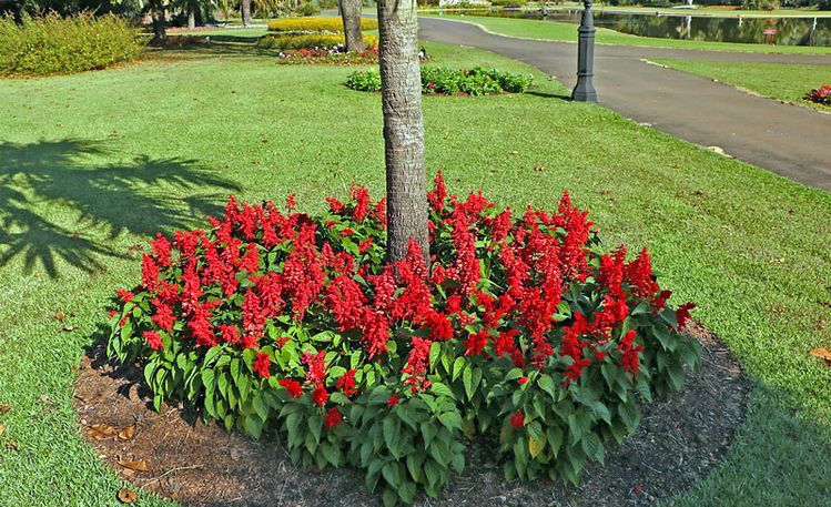 Sálvia-vermelha (Sálvia – Salvia splendens) - No Saquinho - Imagem 9