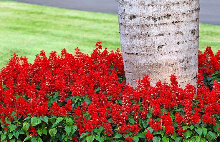 Sálvia-vermelha (Sálvia – Salvia splendens) - No Saquinho - Imagem 8