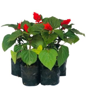 5 Mudas Sálvia-vermelha (Salvia splendens) no Saquinho