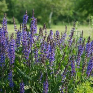50 Mudas Sálvia-azul (Salvia farinacea) - No Saquinho