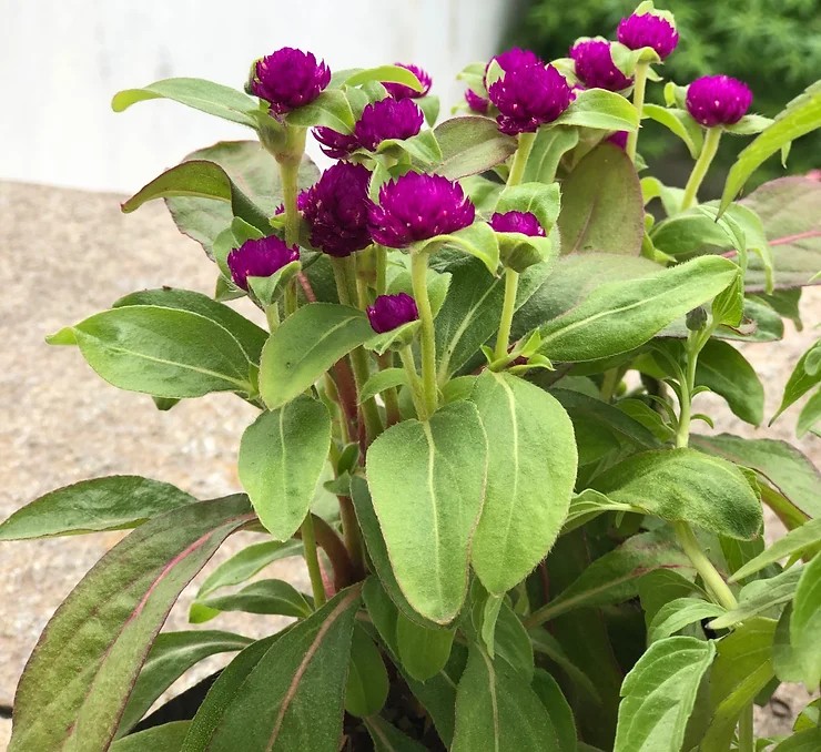 Perpétua-roxa (Gomphrena globosa) Mudas no Saquinho