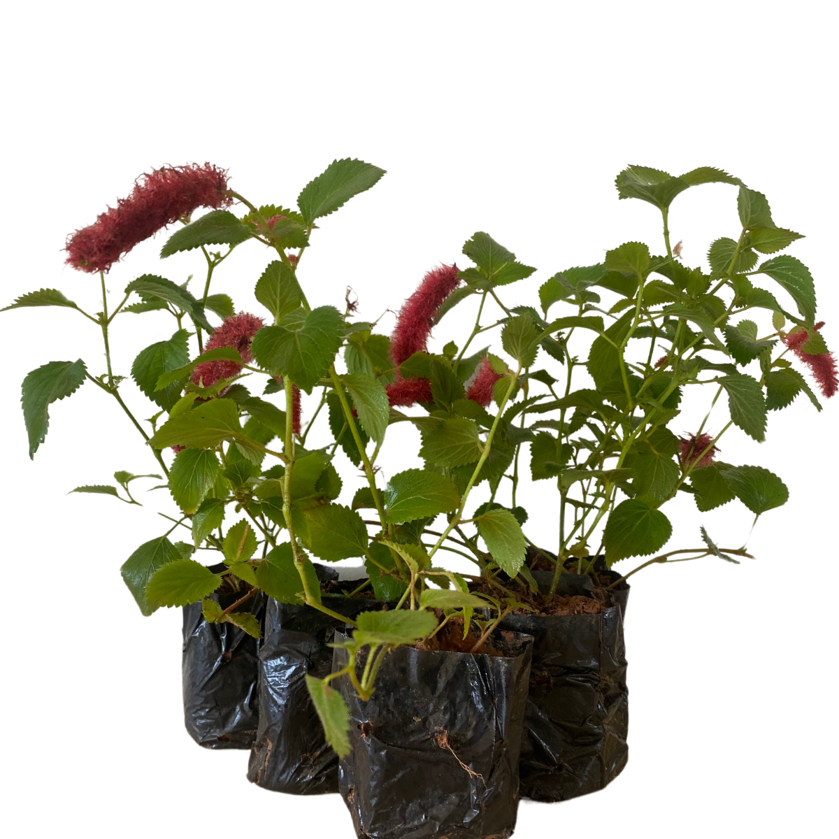10 Mudas Rabo de Gato (Acalypha reptans) no Saquinho - Imagem 3