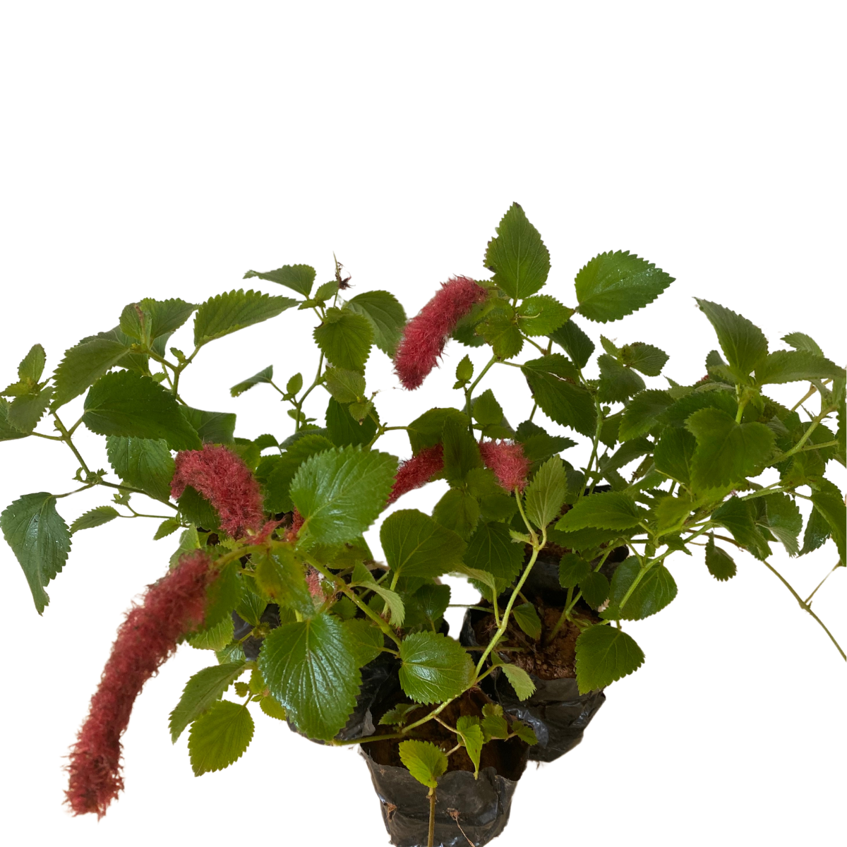 10 Mudas Rabo de Gato (Acalypha reptans) no Saquinho