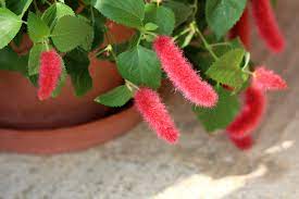 10 Mudas Rabo de Gato (Acalypha reptans) no Saquinho - Imagem 6