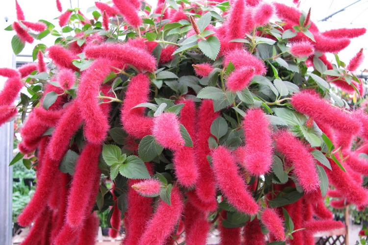 10 Mudas Rabo de Gato (Acalypha reptans) no Saquinho - Imagem 5