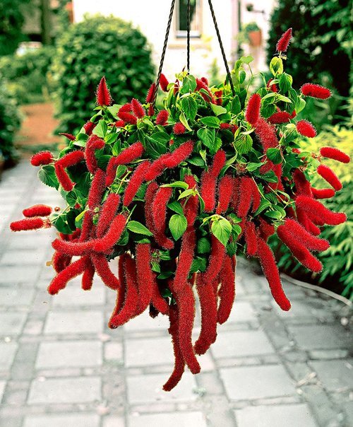 10 Mudas Rabo de Gato (Acalypha reptans) no Saquinho - Imagem 7
