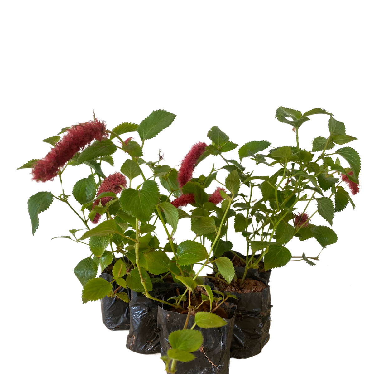 10 Mudas Rabo de Gato (Acalypha reptans) no Saquinho - Imagem 2