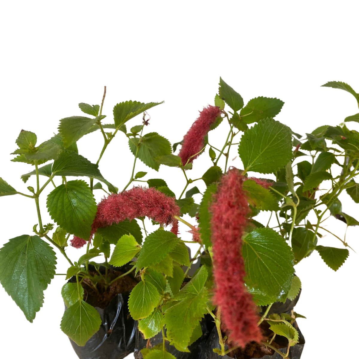 10 Mudas Rabo de Gato (Acalypha reptans) no Saquinho - Imagem 4