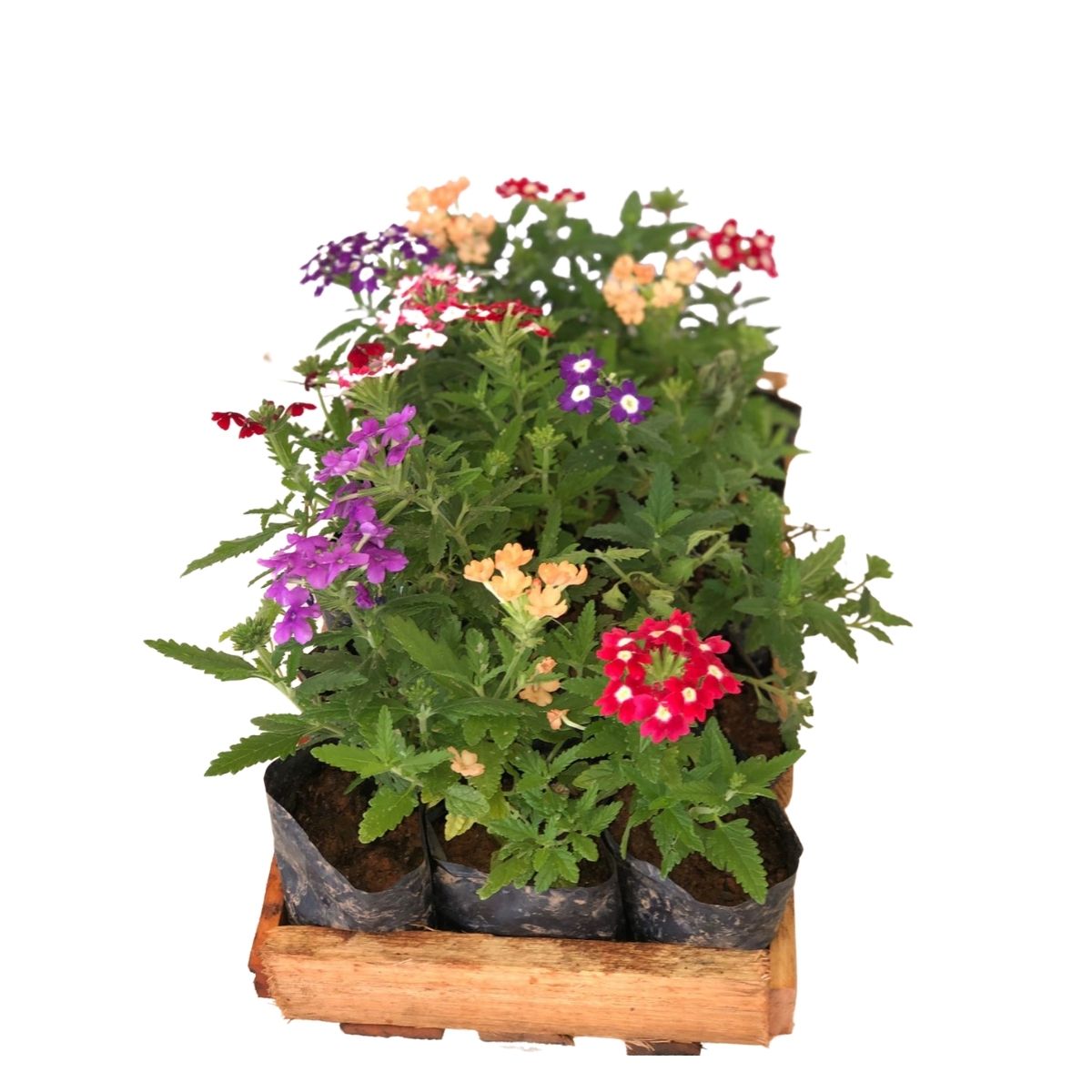 5 Mudas de Verbena Sortida - Verbena officinalis no Saquinho - Imagem 2