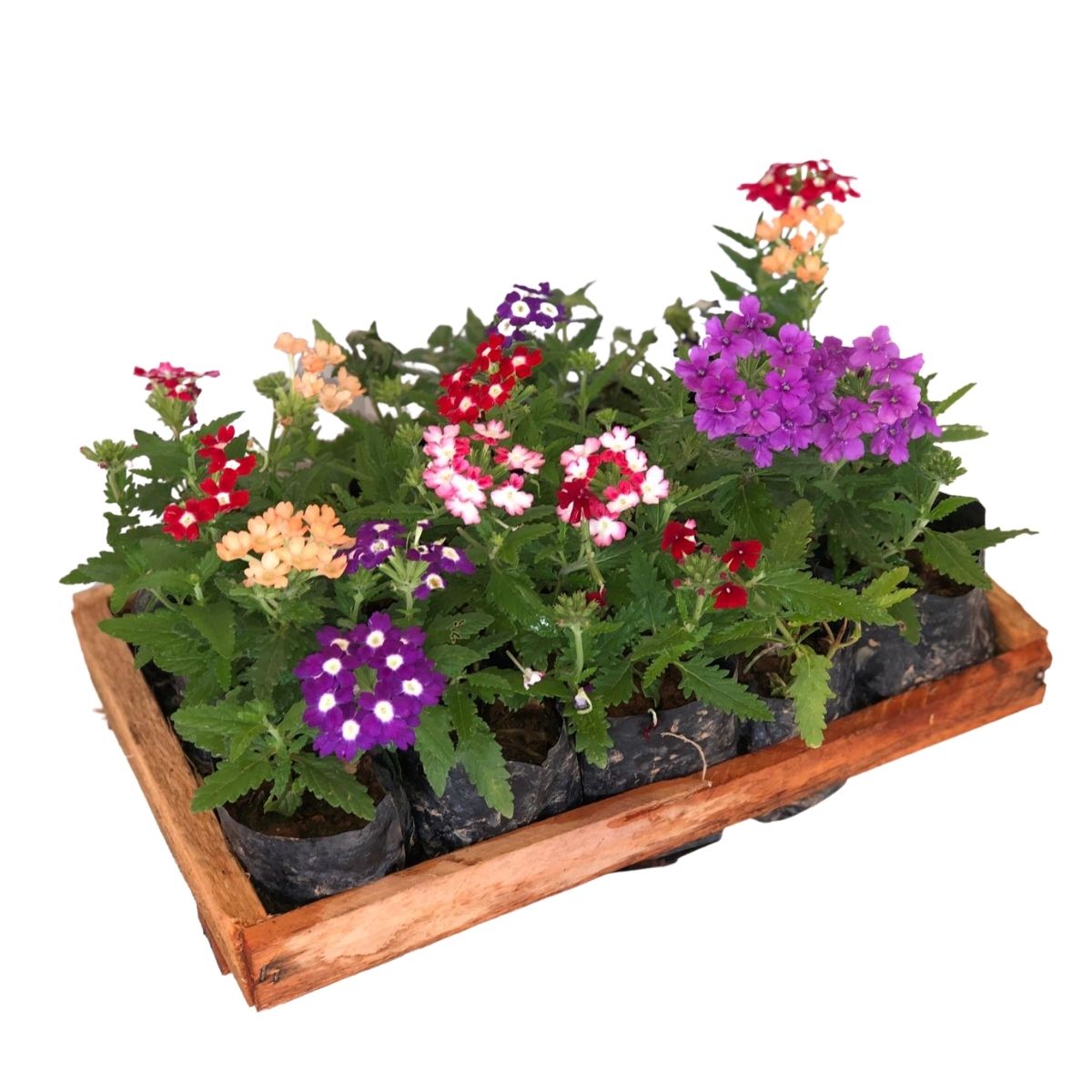 5 Mudas de Verbena Sortida - Verbena officinalis no Saquinho