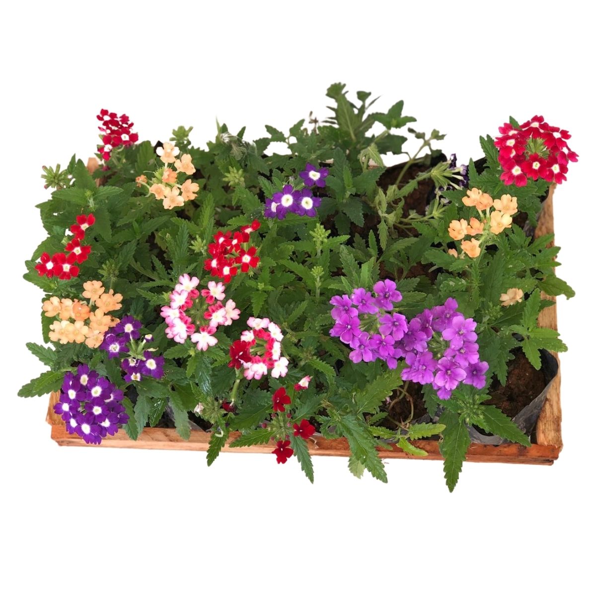 5 Mudas de Verbena Sortida - Verbena officinalis no Saquinho - Imagem 3
